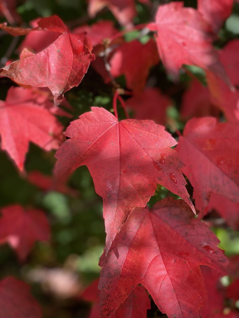 red leaves north bay